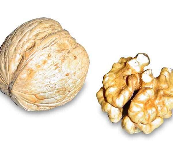 nueces