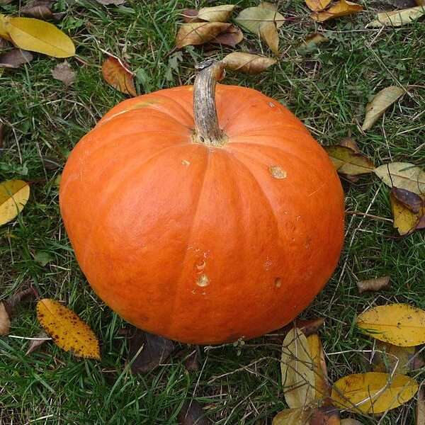 calabazas