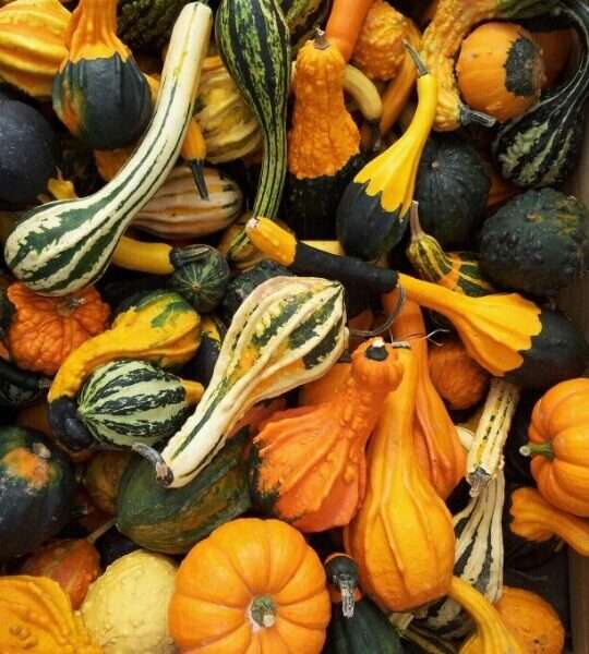 calabacines