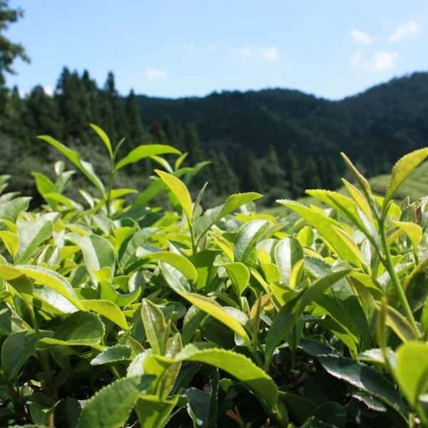 El té verde, un producto que te ayuda a regular el colesterol