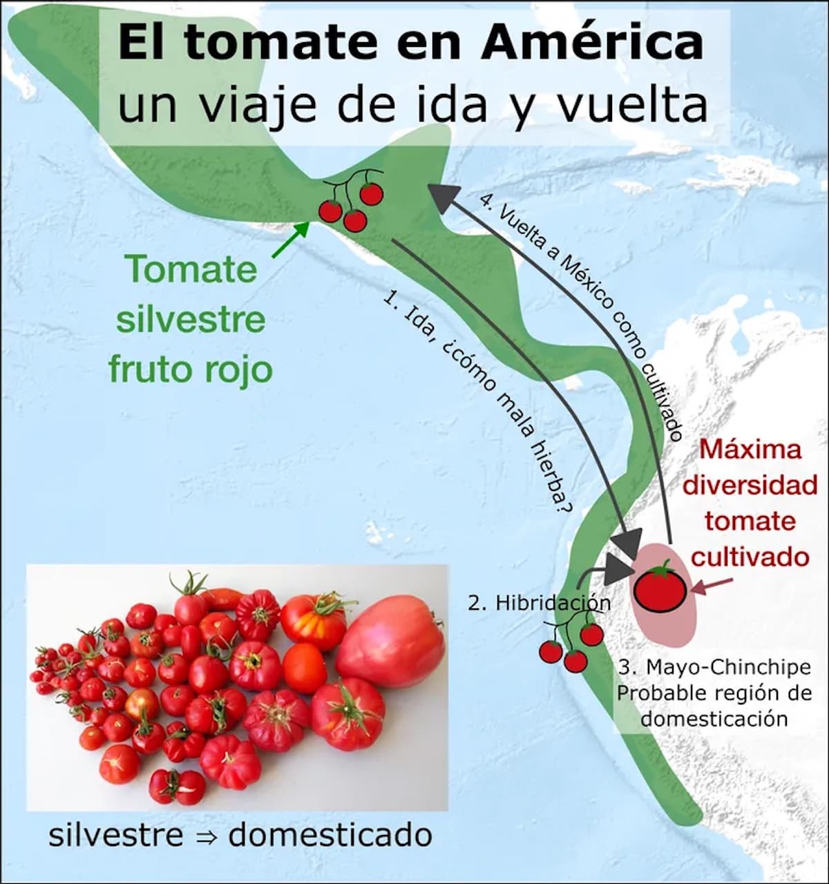 domesticacion tomate America