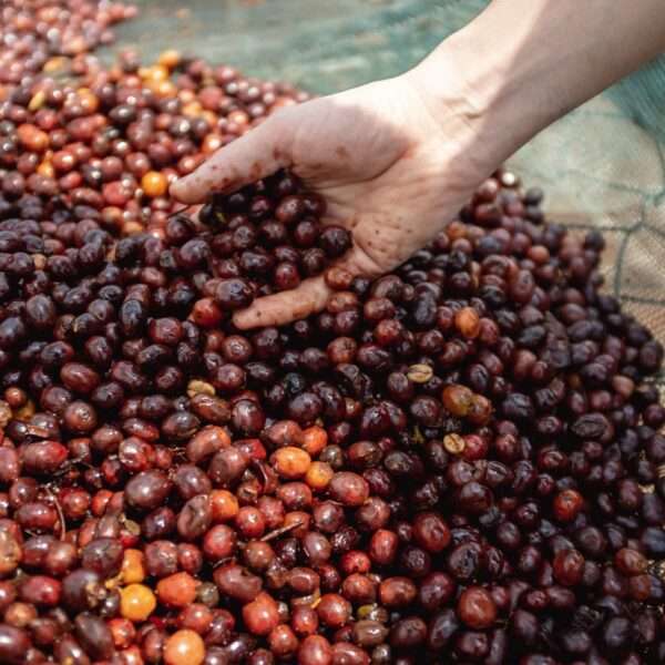 Estos son los diferentes procesos del café y así serán en taza en función del método empleado