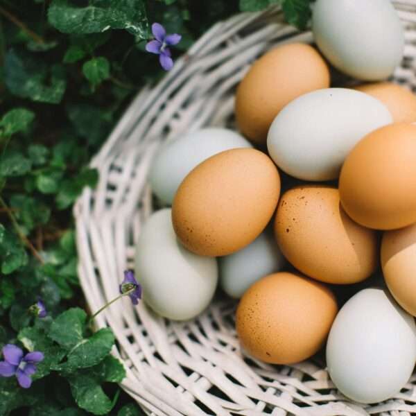 El misterio de los huevos blancos: ¿por qué han desaparecido de los supermercados?