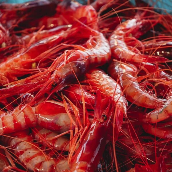 MSC celebra en CONXEMAR 2025 la sostenibilidad de la pesca ibérica y destaca la entrada de la gamba roja de Palamós en su Programa de Mejora