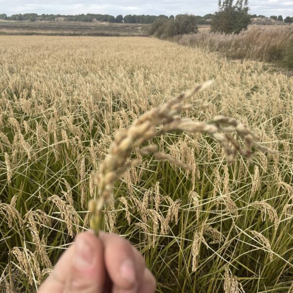 BioPalacín Planet impulsa las ventas de arroz ecológico gracias a la concienciación sobre salud y medio ambiente